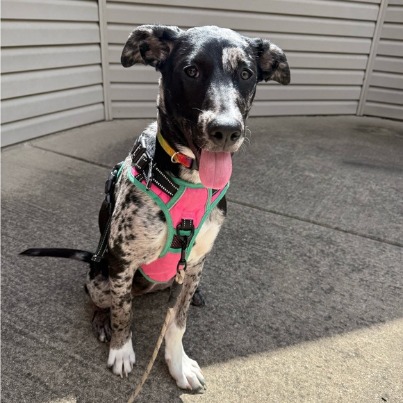 JESS is going LIVE 🐐👀⚡️ - Picture 13 of 17